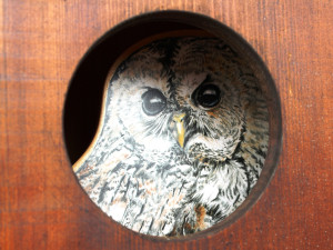 VIDEO: Den za obnovu lesa u Třeště zaujal stovky lidí. Viděly, jak pracuje harvestor i pětiletý tažný kůň