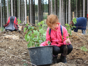 VIDEO: Den za obnovu lesa u Třeště zaujal stovky lidí. Viděly, jak pracuje harvestor i pětiletý tažný kůň