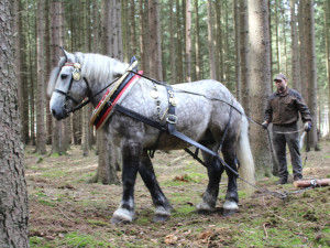 VIDEO: Den za obnovu lesa u Třeště zaujal stovky lidí. Viděly, jak pracuje harvestor i pětiletý tažný kůň