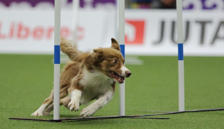 Šampionát v agility zná první mistry světa. O dalších se rozhodne o víkendu