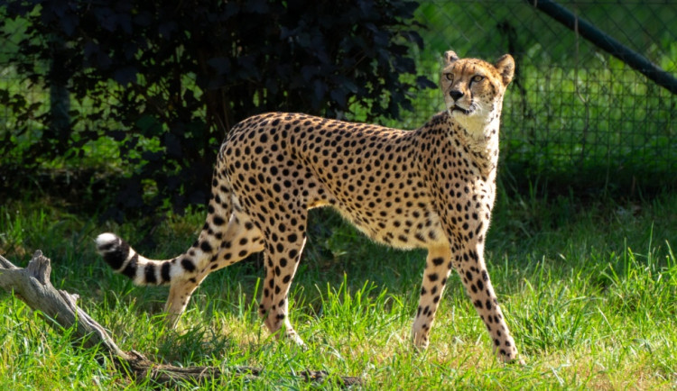Návštěvníci pražské zoo mohou nově vidět gepardici Femi