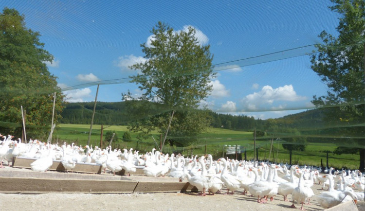 Farma v Rohozné vykrmila okolo 1500 svatomartinských hus, už jsou prodané. Cena šla letos mírně nahoru