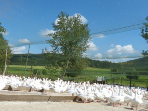Farma v Rohozné vykrmila okolo 1500 svatomartinských hus, už jsou prodané. Cena šla letos mírně nahoru