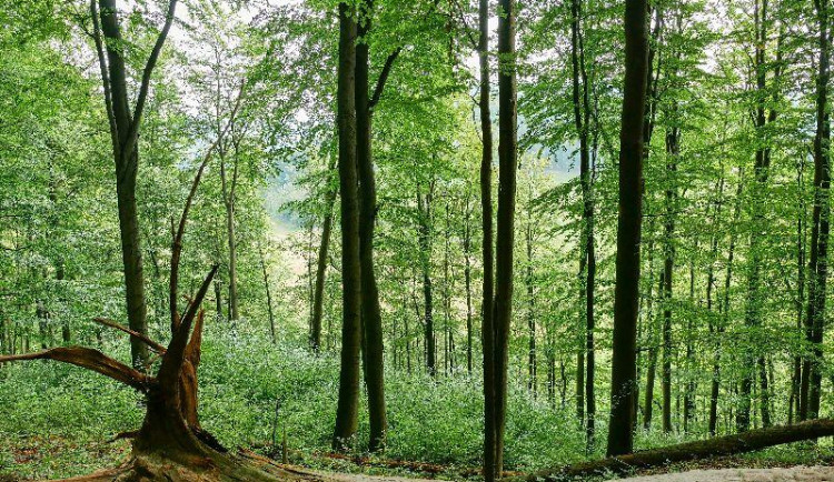 Bučiny na březích Jizery v Českém ráji patří nově do chráněné rezervace