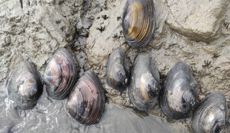 Nalevo invazní škeblice asijská, napravo škeble říční, nahoře chráněná škeble rybničná. Zbarvení i tvar schránek škeblí i škeblic je proměnlivé, může dojít k záměně invazního a chráněného druhu.