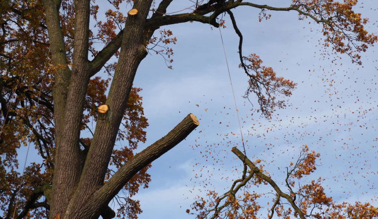 Mohutný dub na školním hřišti museli pokácet. Ohrožoval děti