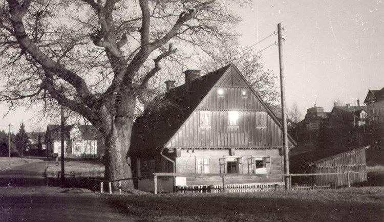 Staleté památné stromy v Jablonci prošly omlazovací kůrou