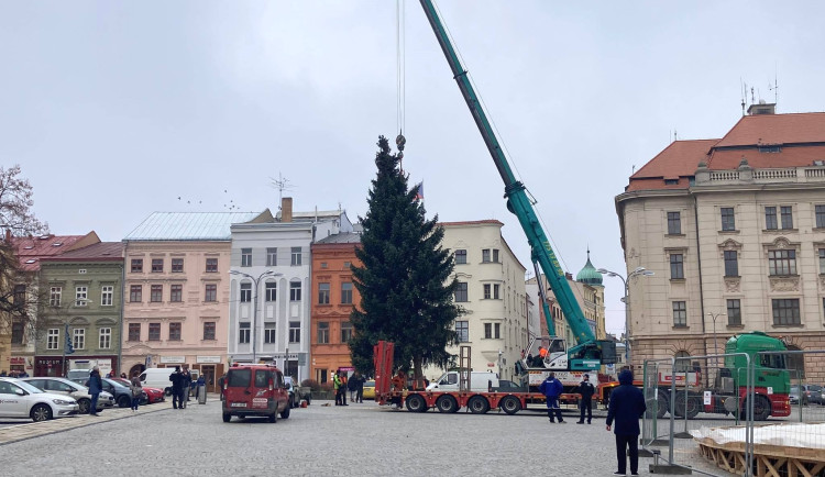 VIDEO: Jihlava se ladí vánočně. Na náměstí už stojí stromeček, je jím dvanáctimetrový smrk z Březinek