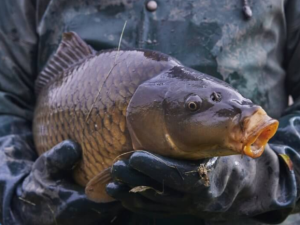 ANKETA: Češi si místo domácího kapra pochutnají radši na dovezeném lososovi, zjistili vědci