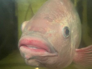 ANKETA: Češi si místo domácího kapra pochutnají radši na dovezeném lososovi, zjistili vědci