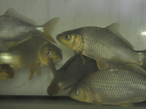 ANKETA: Češi si místo domácího kapra pochutnají radši na dovezeném lososovi, zjistili vědci