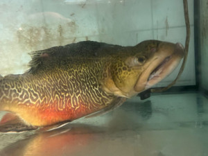 ANKETA: Češi si místo domácího kapra pochutnají radši na dovezeném lososovi, zjistili vědci