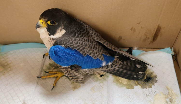 Zraněný sokol Servác.