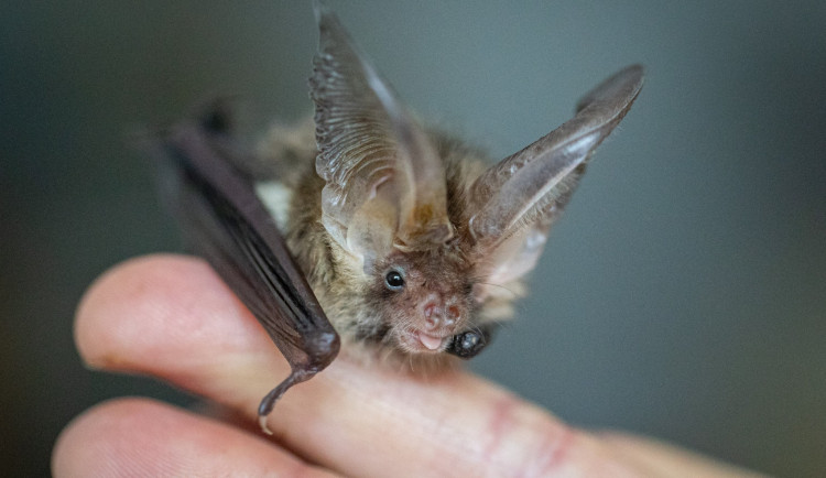 Stanicí v Pavlově letos prošlo 1300 zraněných či zesláblých zvířat. Mezi čerstvými přírůstky je 18 netopýrů
