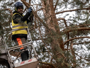 FOTO: Dozvuky sněhové kalamity. V Jihlavě je nutné ošetřit poškozené stromy, některé z nich musí k zemi