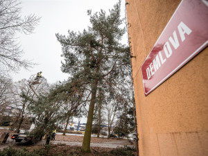 FOTO: Dozvuky sněhové kalamity. V Jihlavě je nutné ošetřit poškozené stromy, některé z nich musí k zemi