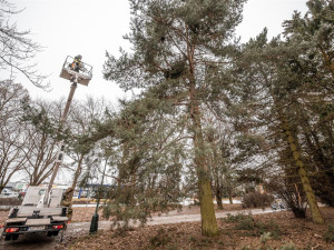 FOTO: Dozvuky sněhové kalamity. V Jihlavě je nutné ošetřit poškozené stromy, některé z nich musí k zemi