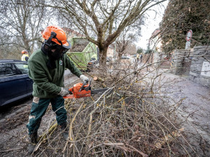 FOTO: Dozvuky sněhové kalamity. V Jihlavě je nutné ošetřit poškozené stromy, některé z nich musí k zemi