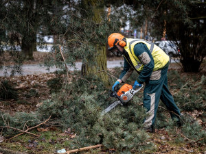 FOTO: Dozvuky sněhové kalamity. V Jihlavě je nutné ošetřit poškozené stromy, některé z nich musí k zemi