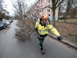FOTO: Dozvuky sněhové kalamity. V Jihlavě je nutné ošetřit poškozené stromy, některé z nich musí k zemi
