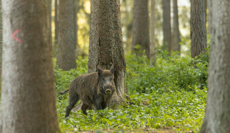 V Jablonci a České Lípě bude v sobotu naháňka prasat a zákaz vstupu do lesů