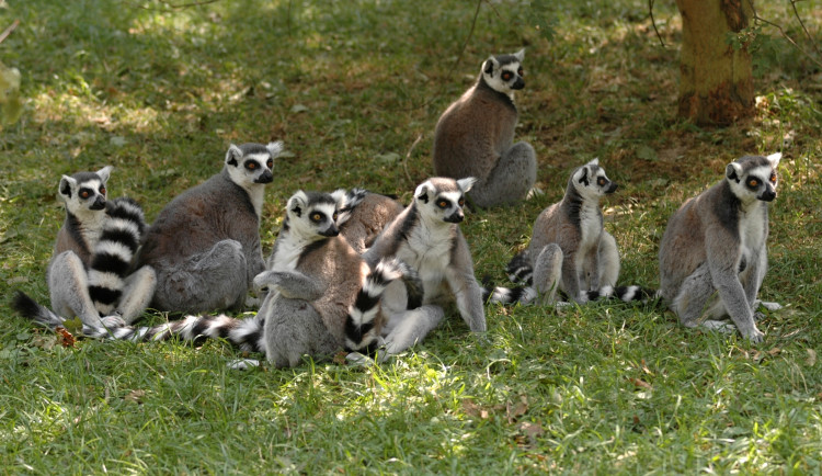 Kolik mají vůbec zvířat? V Zoo Olomouc probíhá takzvaná Zooinventura