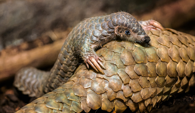 Zoo Praha slaví za loňský rok chovatelské úspěchy. Unikátem je mládě luskouna