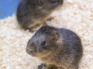 Novoroční dávka roztomilosti. Prvními letošními mláďaty v jihlavské zoo jsou tři morčata urugayská