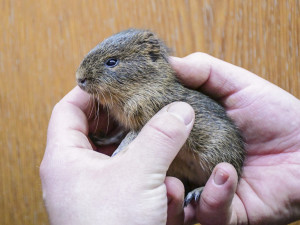 Novoroční dávka roztomilosti. Prvními letošními mláďaty v jihlavské zoo jsou tři morčata urugayská