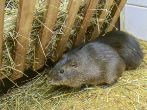 Novoroční dávka roztomilosti. Prvními letošními mláďaty v jihlavské zoo jsou tři morčata urugayská