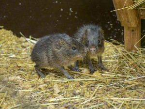 Novoroční dávka roztomilosti. Prvními letošními mláďaty v jihlavské zoo jsou tři morčata urugayská