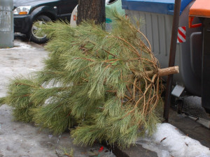 Z ulic Jihlavy začnou mizet vyhozené vánoční stromky. Je důležité, aby na sobě neměly zbytky ozdob a háčků