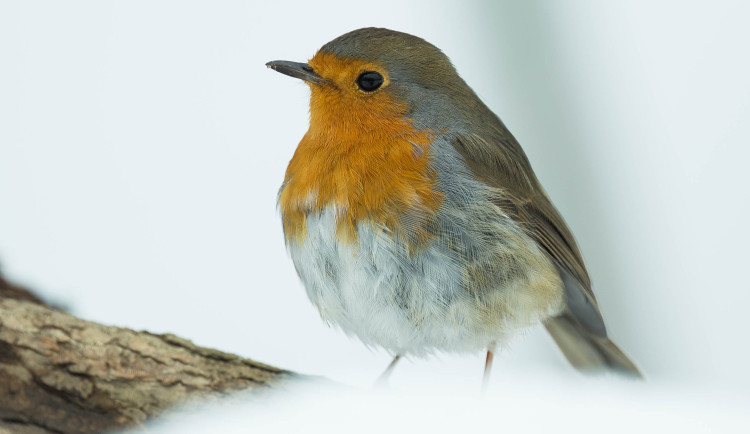 Ilustrační foto, červenka obecná