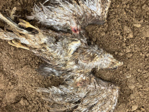 Káně lesní, foto: Klára Hlubocká