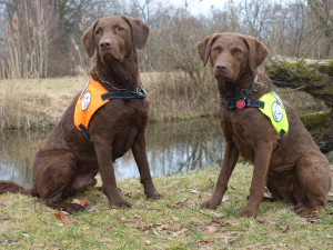 Pes Viky a fena Irbis společně s psovodkou Klárou Hlubockou tvoří psí jednotku ČSO. Umí v terénu vyhledávat otrávené návnady a jejich zvířecí oběti. Jsou jediní s touto specializací v Česku. Foto: Jitka Urbanová