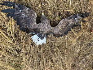 Orel mořský, foto: Klára Hlubocká