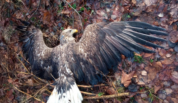Orel mořský, foto: Petr Mueckstein.