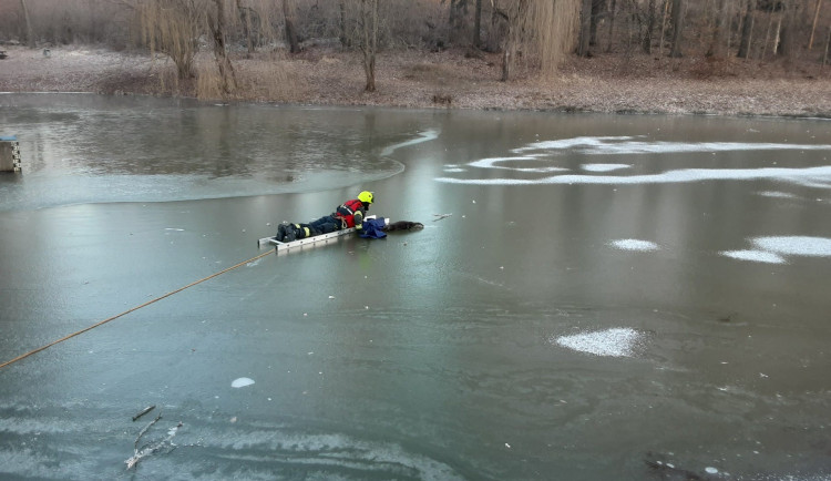 Rychlá pomoc. Hasiči z rybníka vytáhli přimrzlou a vyčerpanou vydru, teď je v rukou pavlovských záchranářů