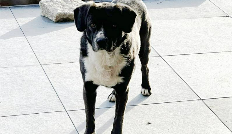 Pes Daryk, který majitelům utekl 16. prosince 2023