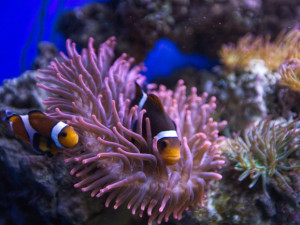 Wellness Hotel Frymburk láká na bazény, sauny, Svět pod hladinou i pobytové balíčky