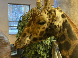 VIDEO: Vánoční stromeček na okus i na hraní. Podívejte se do jihlavské zoo, jak chutná žirafě nebo tygrovi