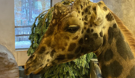 Vánoční stromeček na okus i na hraní. Podívejte se do jihlavské zoo, jak chutná žirafě nebo tygrovi