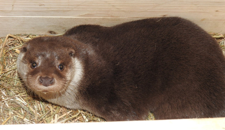 Příběh se šťastným koncem. Vydra, kterou vytáhli hasiči z rybníka v Brodě, se po dvou týdnech uzdravila