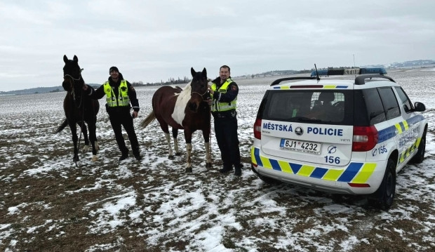 Po Třebíči pobíhali dva koně. Dostali se až na letiště, tam si pro ně přijel jejich majitel 