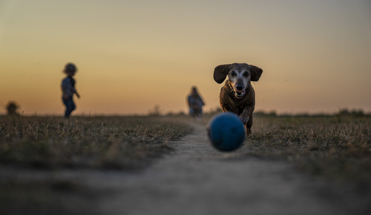 Na Kunratické zřejmě někdo rozházel návnady. Pejskaři by měli být opatrní