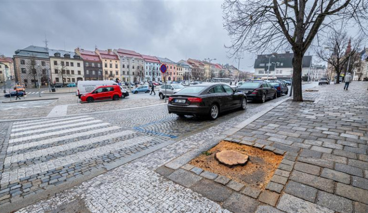 Na jihlavském náměstí ubylo pět lip, byly nebezpečné pro kolemjdoucí. Nahradí je nové stromy