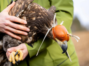 FOTO: Orel mořský se po mnohaměsíční léčbě mohl u Horní Cerekve vrátit do přírody