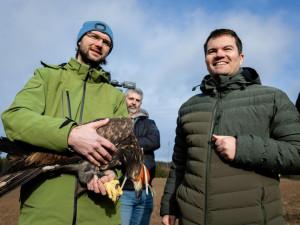 FOTO: Orel mořský se po mnohaměsíční léčbě mohl u Horní Cerekve vrátit do přírody
