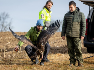 FOTO: Orel mořský se po mnohaměsíční léčbě mohl u Horní Cerekve vrátit do přírody