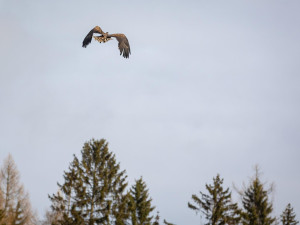 FOTO: Orel mořský se po mnohaměsíční léčbě mohl u Horní Cerekve vrátit do přírody
